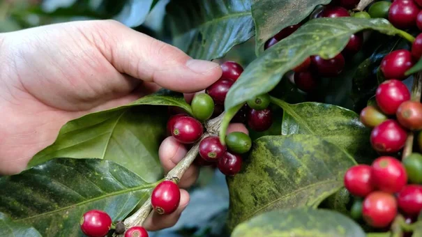 Giá cà phê hôm nay 7/10: Giá cà phê trong nước tăng nhẹ