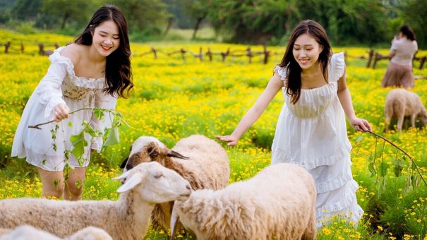 Cánh đồng hoa cúc sao băng bạt ngàn giữa lòng Thủ đô