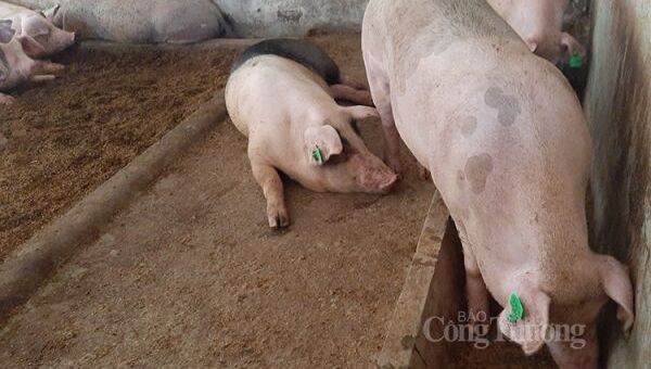Giá heo hơi hôm nay 9/10: Dao động trong khoảng 55.000