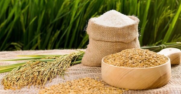 Giá lúa gạo hôm nay 12/11: Giá neo cao, thị trường giao dịch sôi động