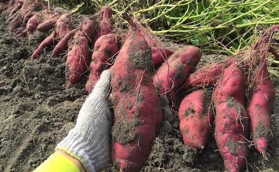 Khoai lang, tổ yến Việt Nam sẽ được xuất khẩu chính ngạch sang Trung Quốc