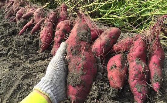 Khoai lang, tổ yến Việt Nam sẽ được xuất khẩu chính ngạch sang Trung Quốc
