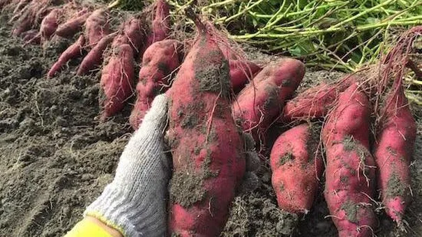 Khoai lang, tổ yến Việt Nam sẽ được xuất khẩu chính ngạch sang Trung Quốc