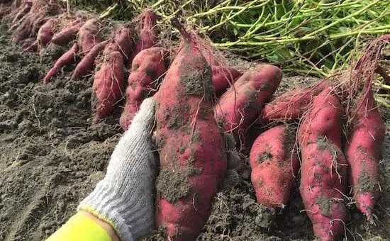 Khoai lang, tổ yến Việt Nam sẽ được xuất khẩu chính ngạch sang Trung Quốc
