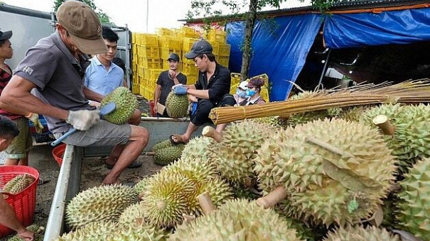Nhận diện rào cản lớn của sầu riêng Việt Nam khi xuất khẩu sang Trung Quốc