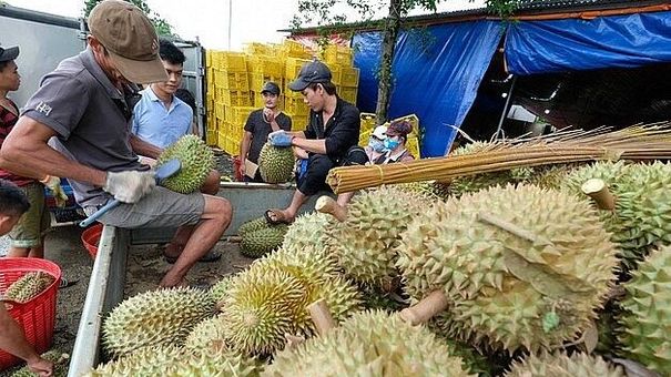 Nhận diện rào cản lớn của sầu riêng Việt Nam khi xuất khẩu sang Trung Quốc