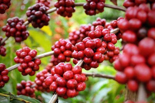 Giá cà phê hôm nay 15/11: Thị trường trong nước dao động ở mức cao nhất 40.700 đồng/kg