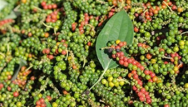 Giá tiêu hôm nay 15/11: Đi ngang tại các vùng trọng điểm