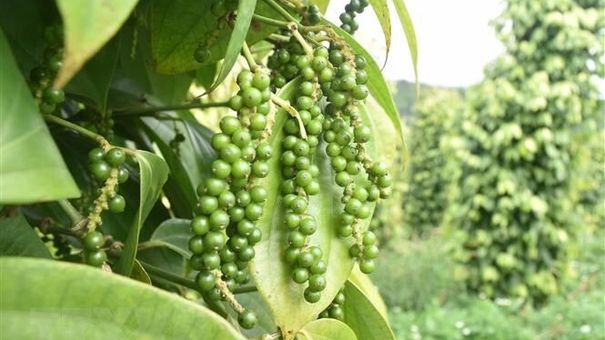 Giá tiêu hôm nay 16/11: Trong nước đi dao động từ 58.000 – 61.500 đồng/kg