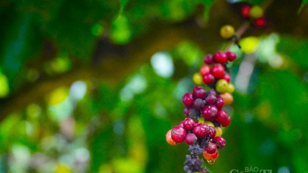 Giá cà phê hôm nay 16/11: Giá cà phê trong nước giảm 400 đồng/kg