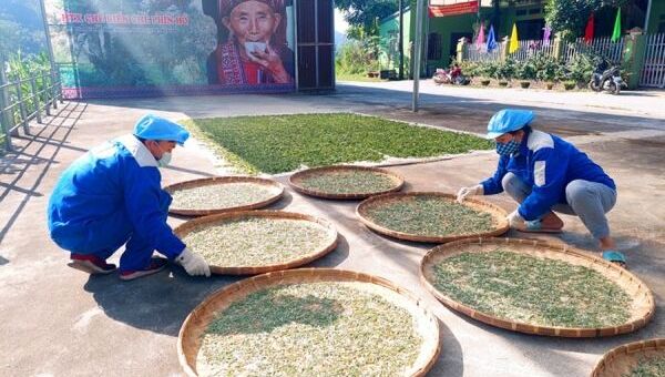 “Fìn Hò Trà” đặc sản trứ danh của vùng núi Phìn Hồ