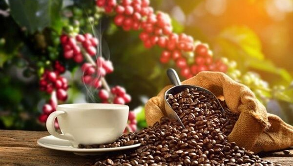 Giá cà phê hôm nay 19/11: Tăng nhẹ phiên cuối tuần