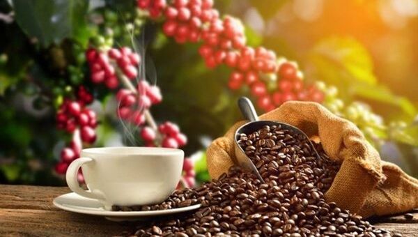 Giá cà phê hôm nay 19/11: Tăng nhẹ phiên cuối tuần