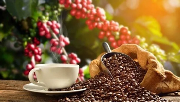 Giá cà phê hôm nay 19/11: Tăng nhẹ phiên cuối tuần