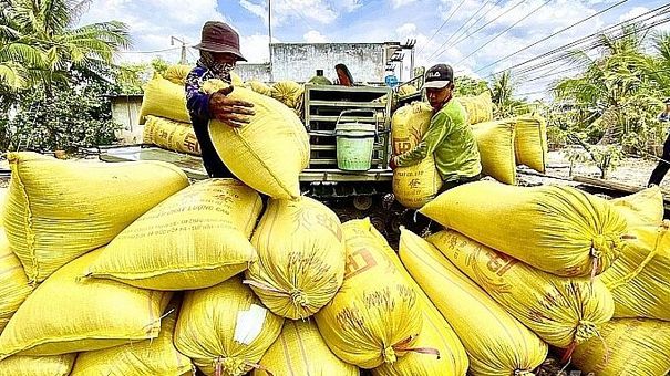 Giá lúa gạo hôm nay 19/11: Không có nhiều biến động