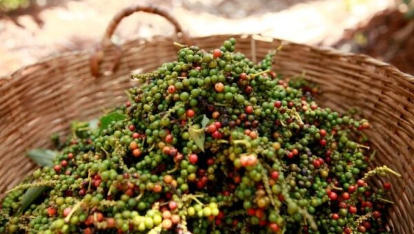 Giá tiêu hôm nay 19/11: Cao nhất 61.500 đồng/kg