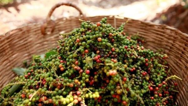 Giá tiêu hôm nay 19/11: Cao nhất 61.500 đồng/kg