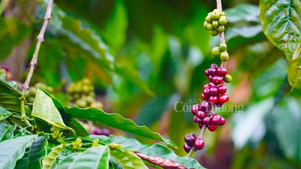 Giá cà phê hôm nay 2/11: Giá cà phê trong nước tăng 100 đồng/kg