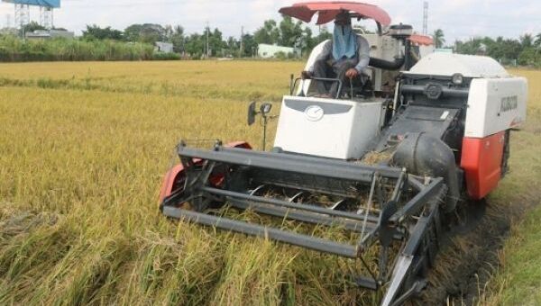 Giá lúa gạo hôm nay 21/11: Triển vọng lớn từ thị trường châu Âu và Trung Quốc