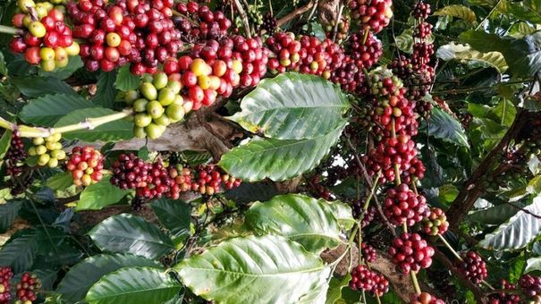 Giá cà phê hôm nay, 21/11: Giá cà phê trong nước đồng loạt dưới 40.000 đồng/kg