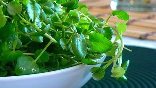 Loại rau phổ biến ở Việt Nam giá rất rẻ có thể làm giảm nguy cơ mắc nhiều loại ung thư