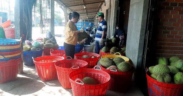 Giá trái cây miền Tây tăng gấp đôi