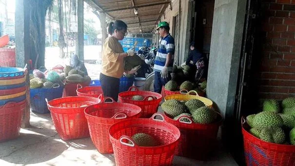 Giá trái cây miền Tây tăng gấp đôi