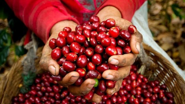 Giá cà phê hôm nay 22/11: Giá arabica tăng vọt