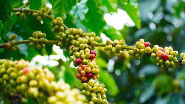 Giá cà phê hôm nay 23/11: Giá cà phê trong nước phục hồi nhẹ