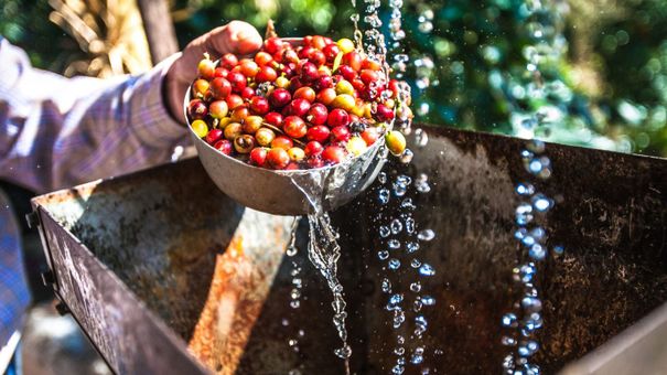 Giá cà phê hôm nay 24/11: Giá cà phê trong nước tăng nhẹ