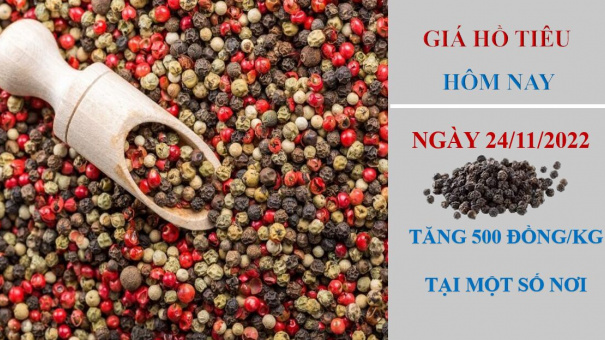 Giá hồ tiêu hôm nay 24/11/2022: Tăng 500 đồng/kg tại một số địa phương