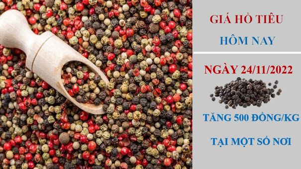 Giá hồ tiêu hôm nay 24/11/2022: Tăng 500 đồng/kg tại một số địa phương
