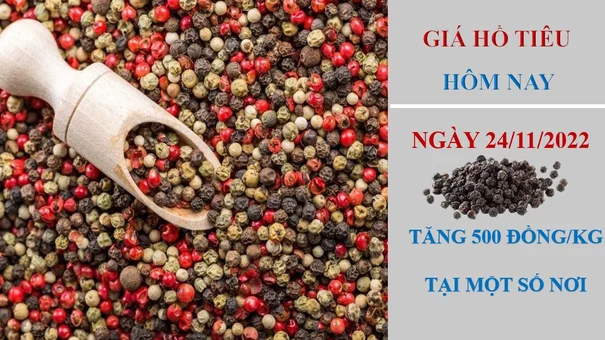 Giá hồ tiêu hôm nay 24/11/2022: Tăng 500 đồng/kg tại một số địa phương