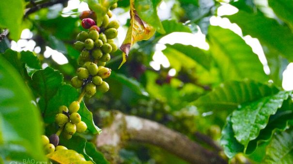 Giá cà phê hôm nay 25/11: Giá cà phê trong nước giảm 500 đồng/kg