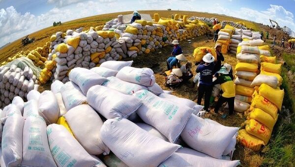 Giá lúa gạo hôm nay 25/11: Nhu cầu cao, giá gạo tiếp tục tăng