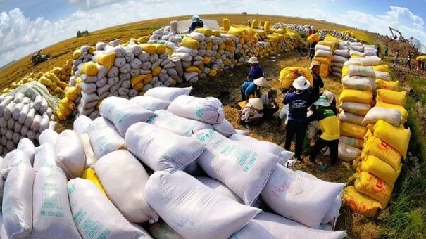 Giá lúa gạo hôm nay 25/11: Nhu cầu cao, giá gạo tiếp tục tăng