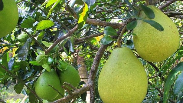 Đặc sản bưởi Năm Roi Vĩnh Long vụ Tết, lo giảm sản lượng chờ giá tăng cao