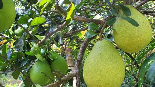 Đặc sản bưởi Năm Roi Vĩnh Long vụ Tết, lo giảm sản lượng chờ giá tăng cao