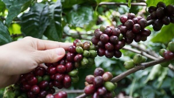 Giá cà phê hôm nay, 28/11: Giá cà phê nhân xô trong nước cao nhất là 40.600 đồng/kg