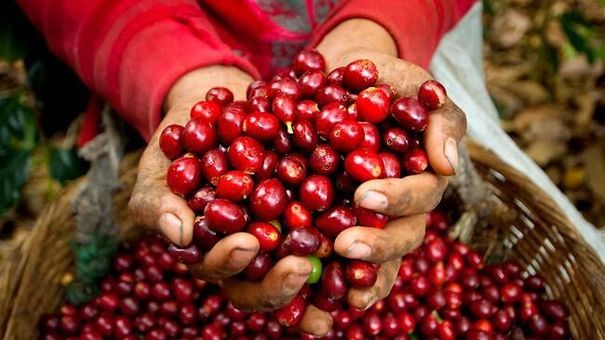 Giá cà phê hôm nay 3/11: Giảm thêm 300 đồng, lùi về dưới mức 41.000 đồng/kg
