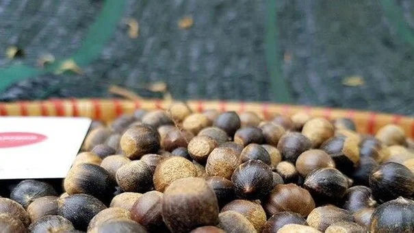 Hạt dẻ tí hon đắt khách đầu mùa