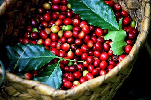 Giá cà phê hôm nay 4/11: Giá cà phê trong nước tăng vọt