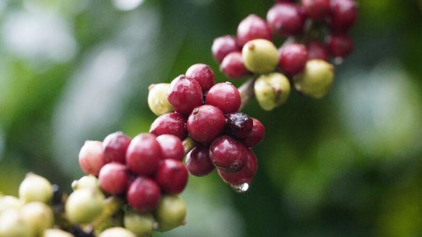 Giá cà phê hôm nay 5/11: Giá cà phê trong nước giảm mạnh 800 đồng/kg