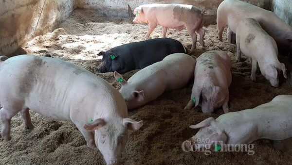 Giá heo hơi hôm nay 6/11: Ghi nhận mức giá thấp nhất 50.000 đồng/kg