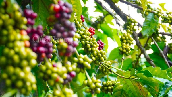 Giá cà phê hôm nay 6/11: Giá cà phê trong nước tăng 500 đồng/kg