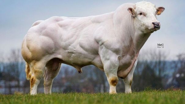 Điều đặc biệt ở giống bò siêu cơ bắp nặng 1,5 tấn sắp về Việt Nam