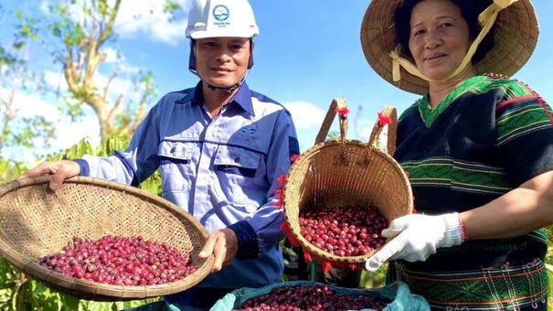 Giá cà phê hôm nay 7/11: Giá cà phê trong nước vượt mốc 41.000 đồng/kg