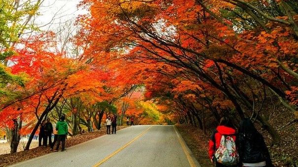 Ở Việt Nam có một nơi có thể ngắm rừng lá phong cực mãn nhãn
