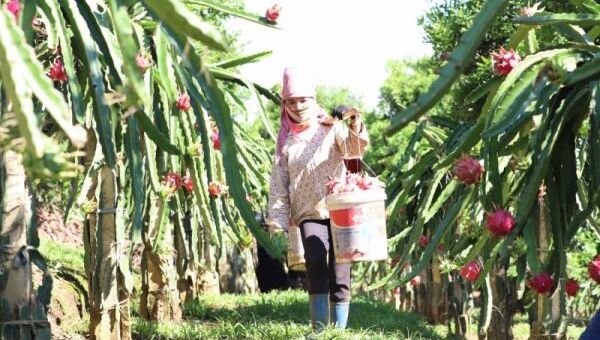 Xúc tiến thương mại: “Chắp cánh” cho xuất khẩu nông sản Sơn La