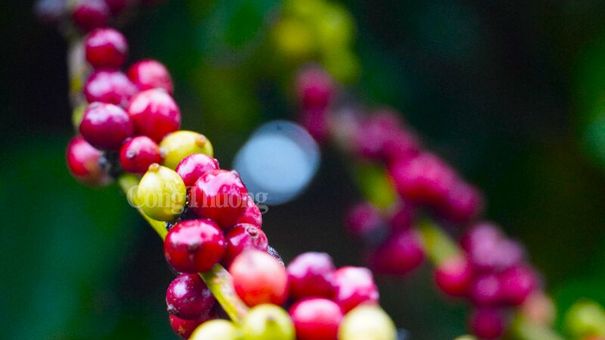 Giá cà phê hôm nay 8/11: Giá cà phê trong nước cao nhất 41.300 đồng/kg